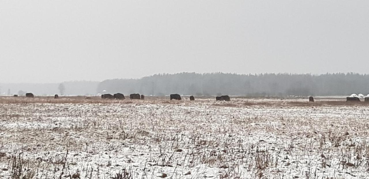 Zdalnie Z Lasu - Siedlisko W Puszczy Bialowieskiej Narewka Exteriér fotografie