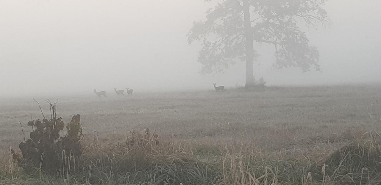 Zdalnie Z Lasu - Siedlisko W Puszczy Bialowieskiej Narewka Exteriér fotografie