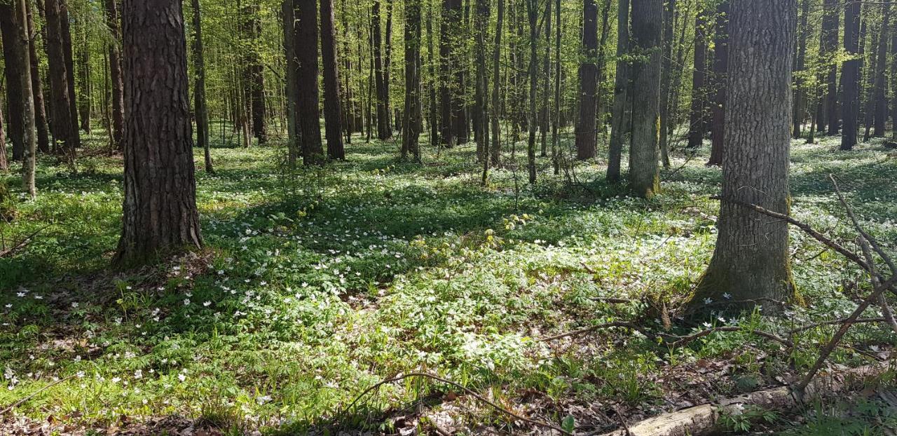 Zdalnie Z Lasu - Siedlisko W Puszczy Bialowieskiej Narewka Exteriér fotografie