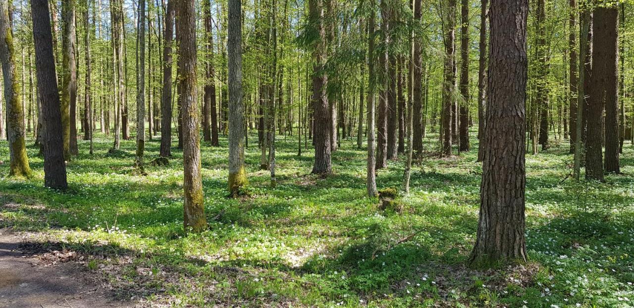 Zdalnie Z Lasu - Siedlisko W Puszczy Bialowieskiej Narewka Exteriér fotografie